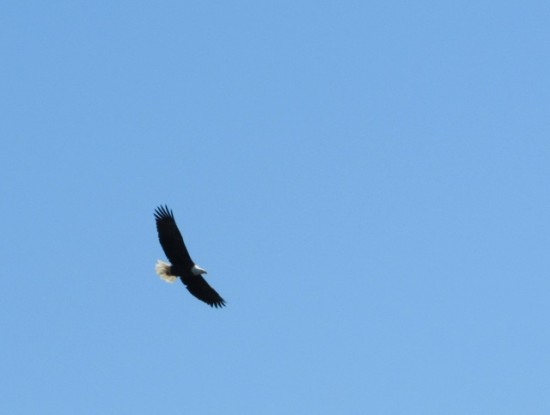 A bald eagle soaring above Assateague Island.