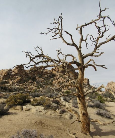 A dead tree frames the rock formations in Hidden Valley