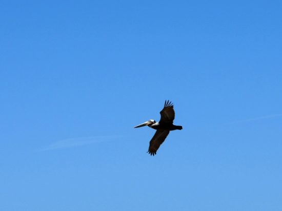 A Pelican flying at Cabrillo National Monument