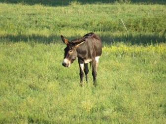 One of the park's feral donkeys
