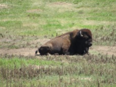 Bison lying around