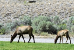 A mama elk with her calf
