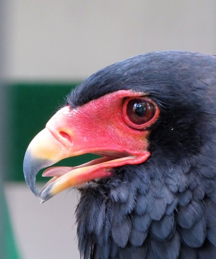 Bataleur Eagle