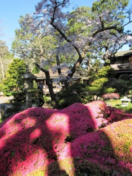 San Francisco Japanese Garden Wine And History Visited